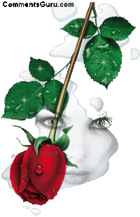 0079 beautiful rose